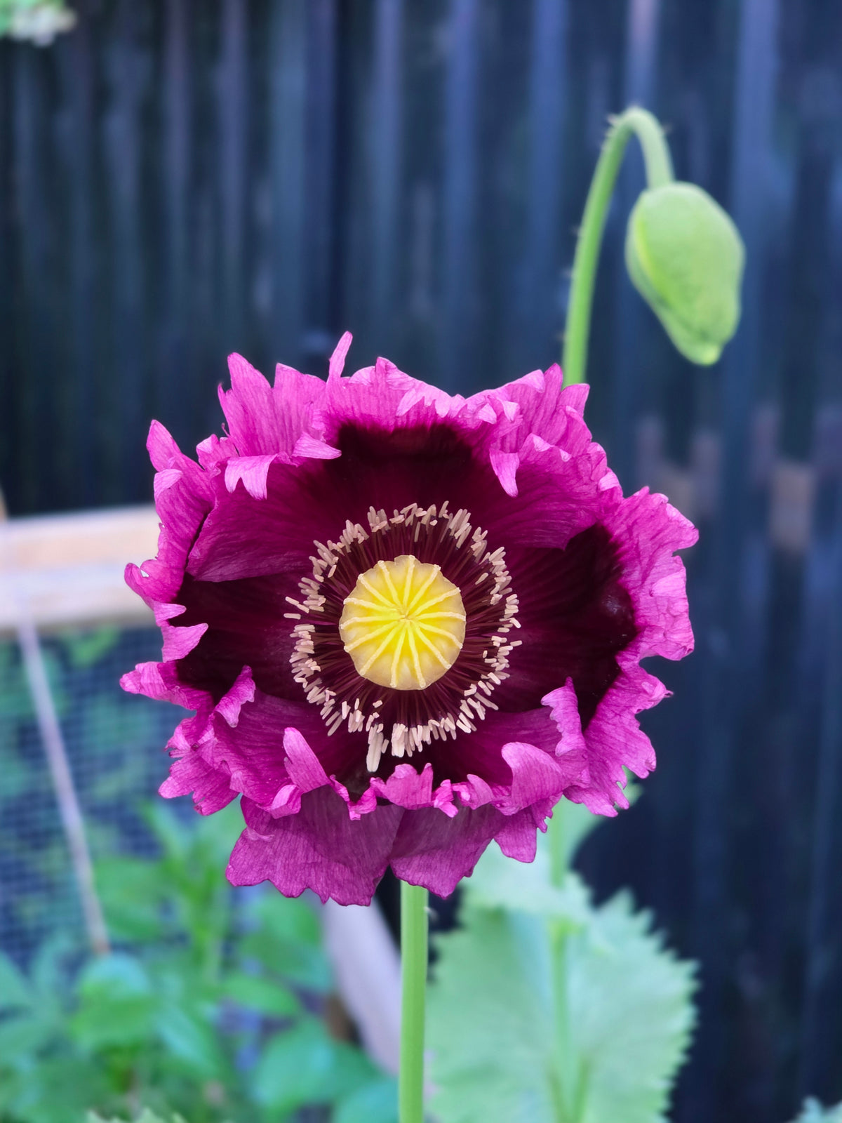 Purple Haze Breadseed Poppies