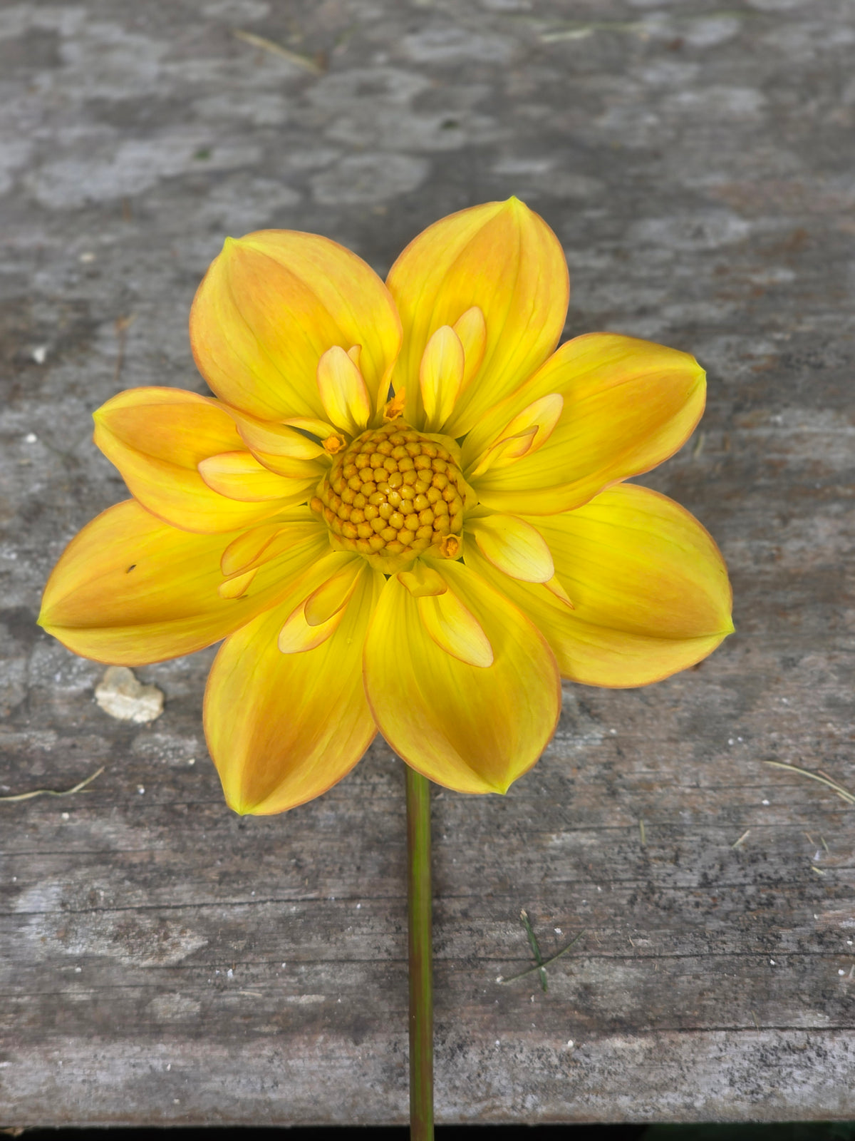 Seedling - KOSTA Golden Girl (NFS)