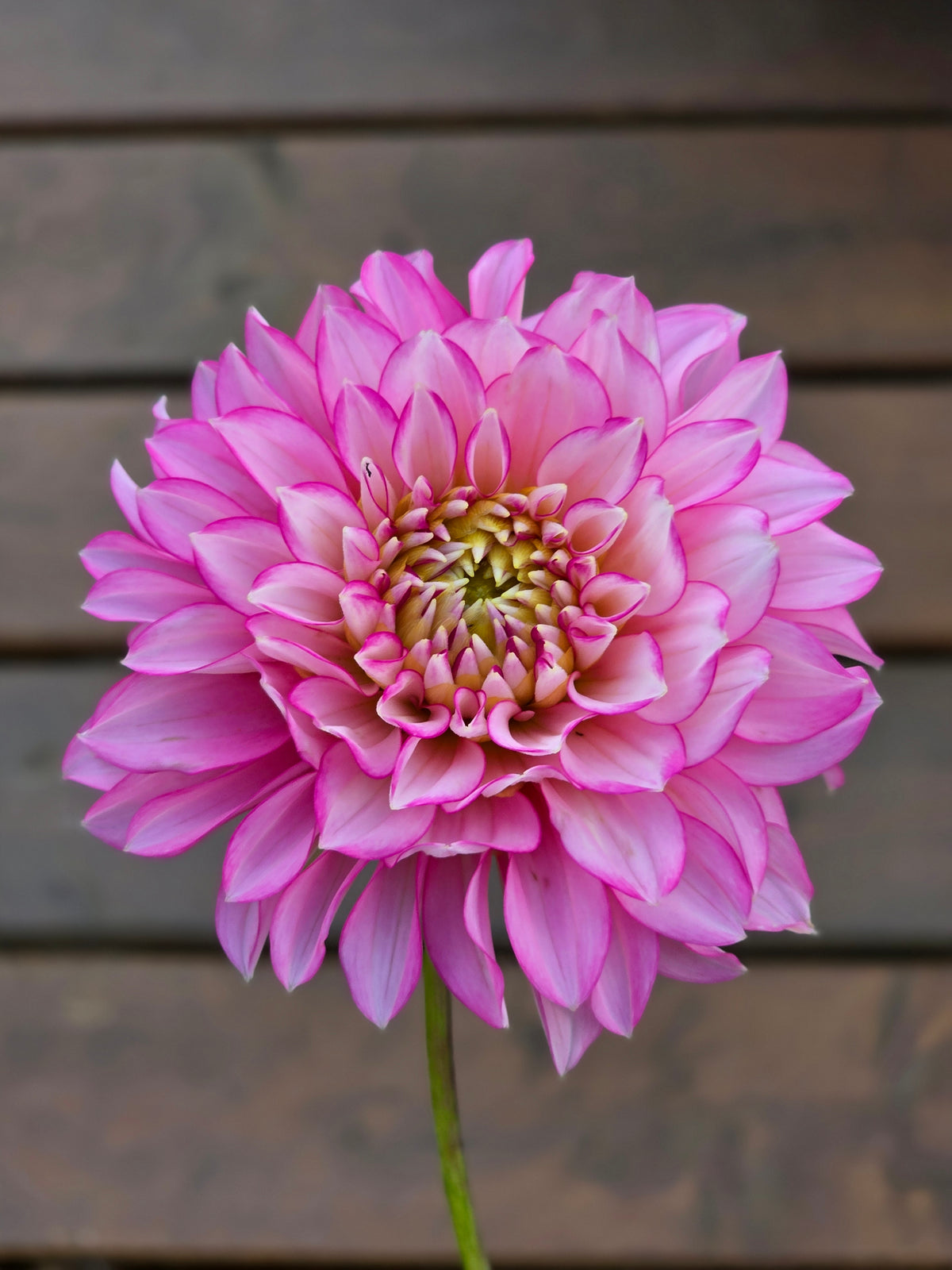 Hollyhill Pinkie