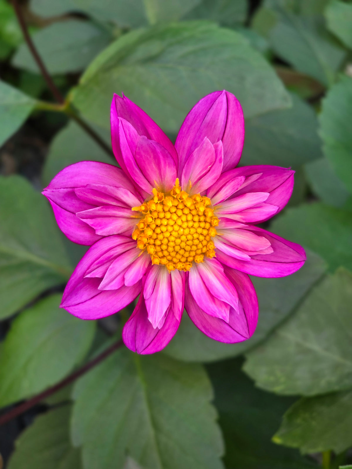 Seedling - KOSTA Pink Parfait