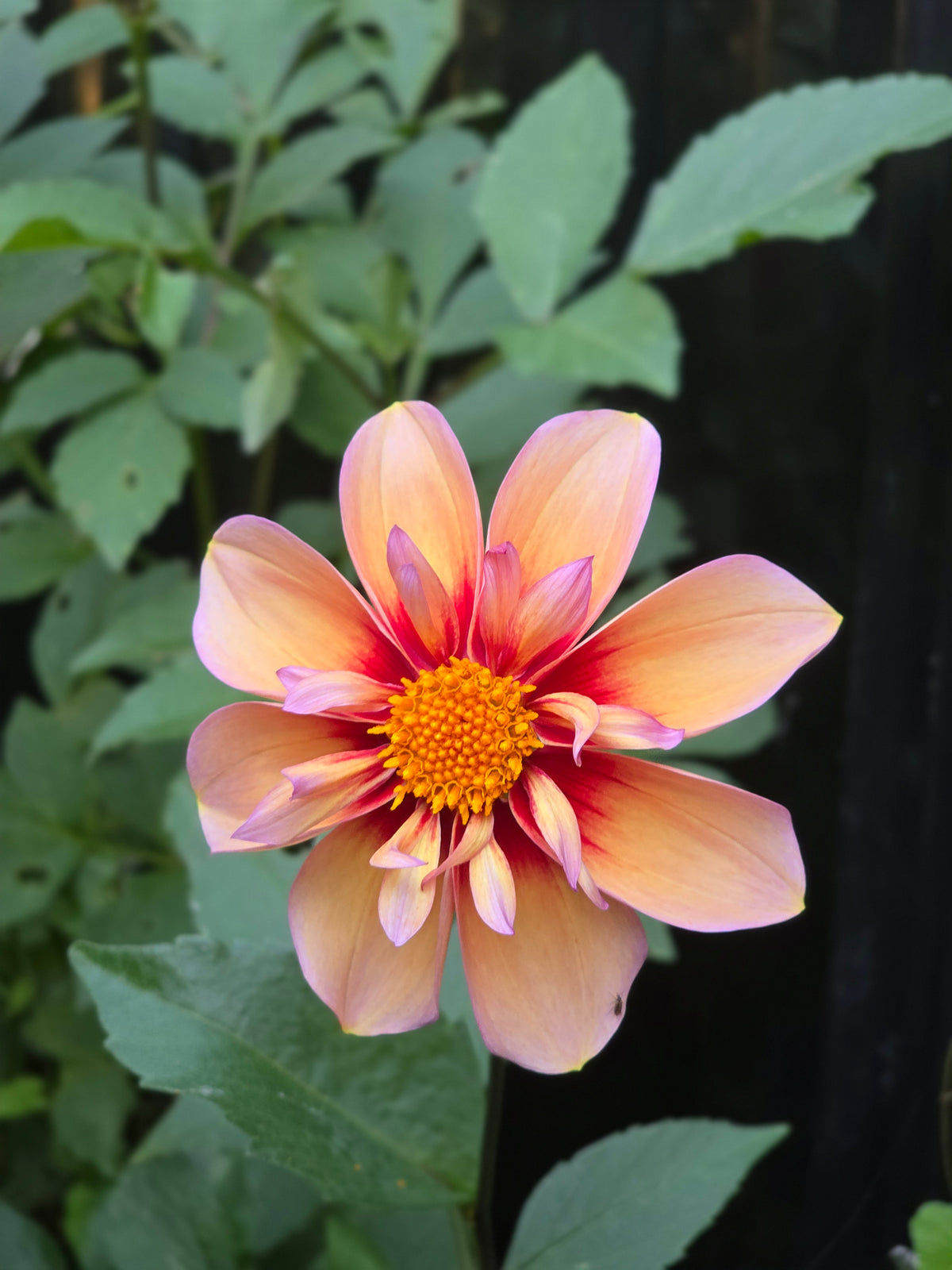 Sweet Collarette Dahlia Seed pack (30 seeds)