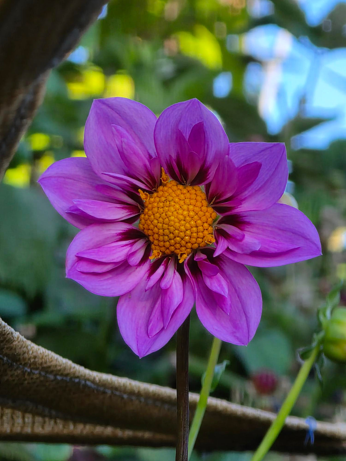 Seedling - KOSTA Violetta