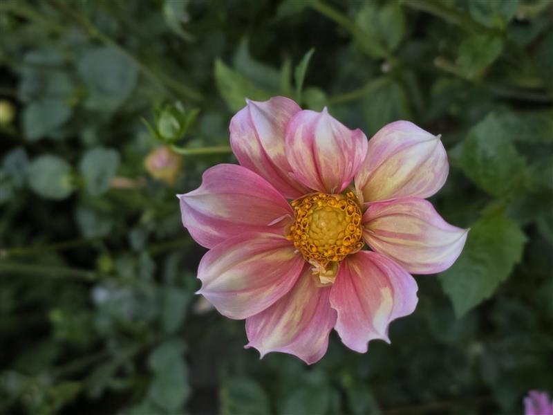 Apple Blossom