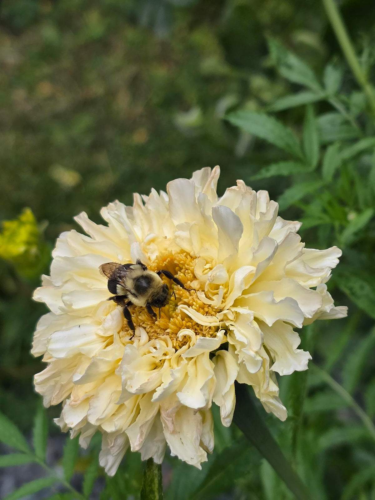 Marigold Seeds