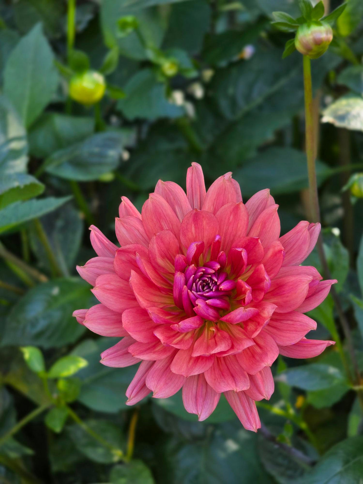 Dutch Pearl
