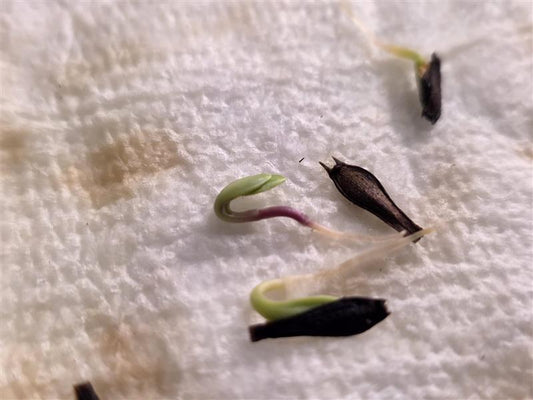 How to Grow Dahlia Seeds