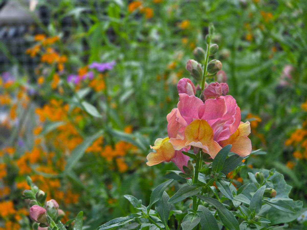 Pink Snapdragon Seeds