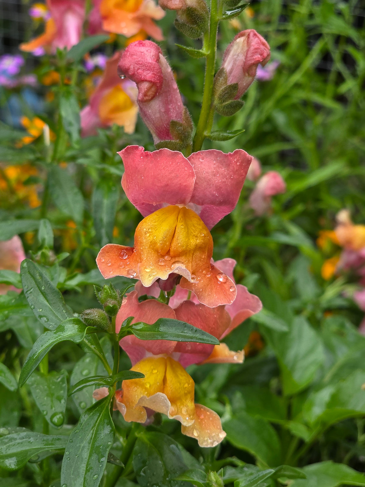 Pink Snapdragon Seeds