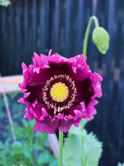 Purple Haze Breadseed Poppies