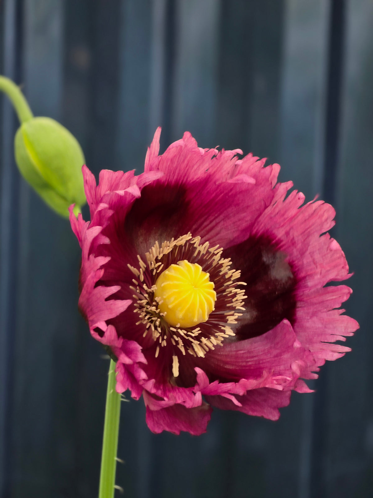 Purple Haze Breadseed Poppies