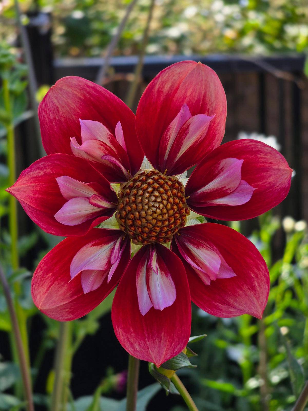 Seedling - KOSTA Ruby Ribbons
