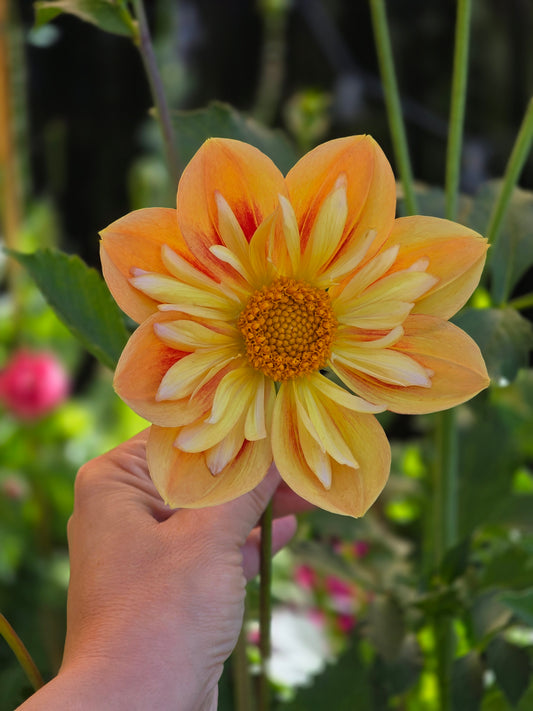 Seedling - KOSTA Nectarine Dream