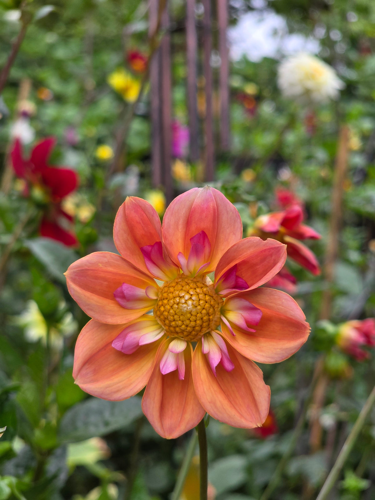 Seedling - KOSTA Peachy Keen