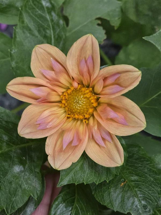 Seedling - KOSTA Peach Pearl (NFS)