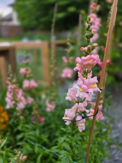 Pink Snapdragon Seeds