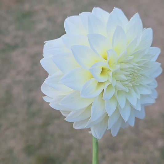 Seedling - KOSTA Inner Glow