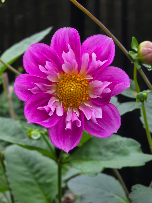 Sweet Collarette Dahlia Seed pack (30 seeds)