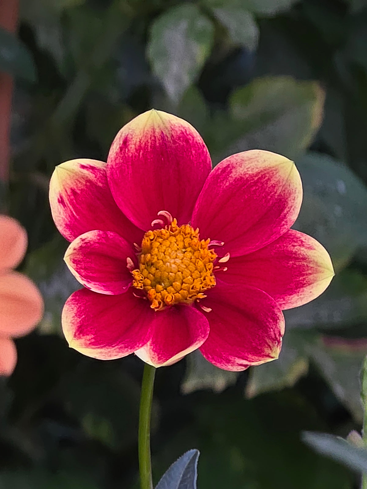Sweet Collarette Dahlia Seed pack (30 seeds)