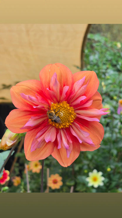 Sweet Collarette Dahlia Seed pack (30 seeds)