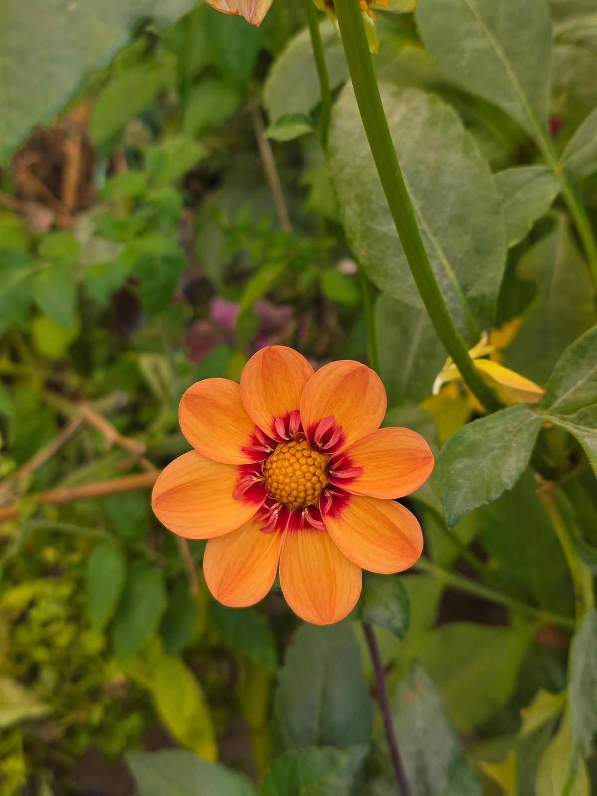 Sweet Collarette Dahlia Seed pack (30 seeds)