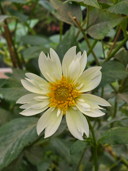 Sweet Collarette Dahlia Seed pack (30 seeds)