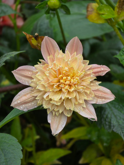 Sweet Collarette Dahlia Seed pack (30 seeds)