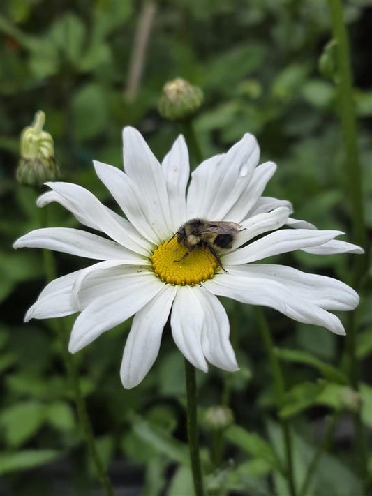 Daisy Seeds