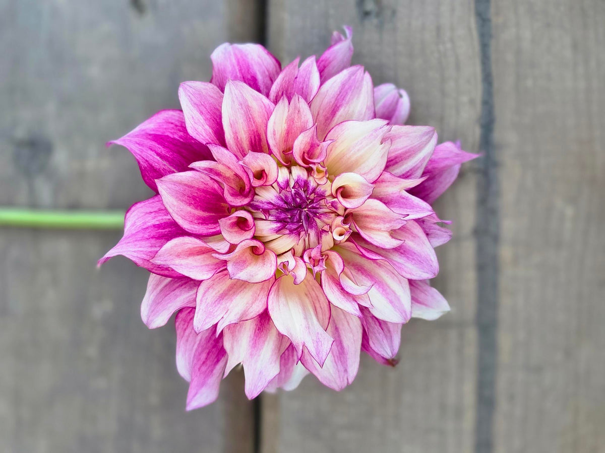 Seedling - KOSTA Raspberry Ripple