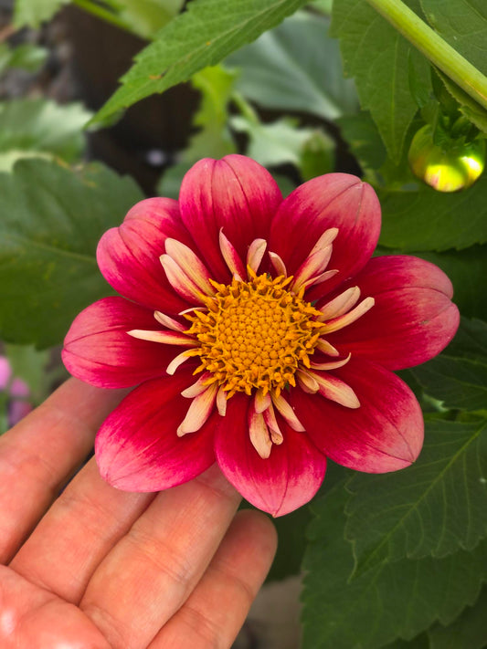 Seedling - KOSTA Miss Rosie