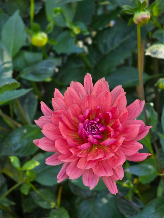 Dutch Pearl